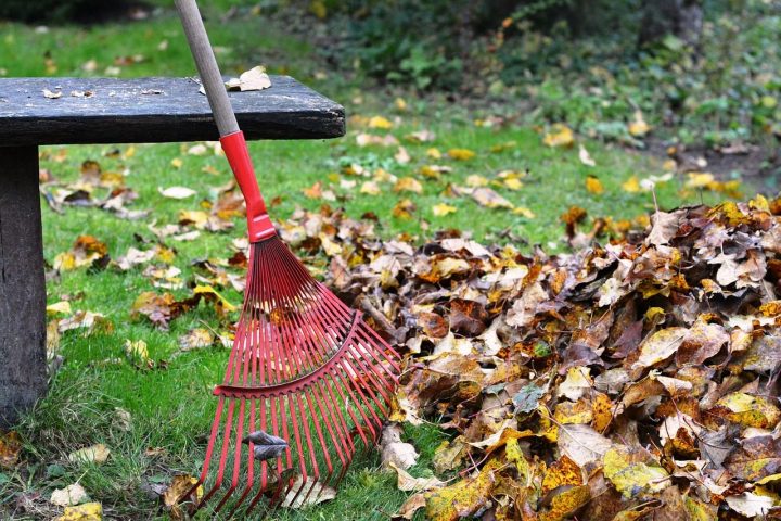 Autumn leaf and lawn care