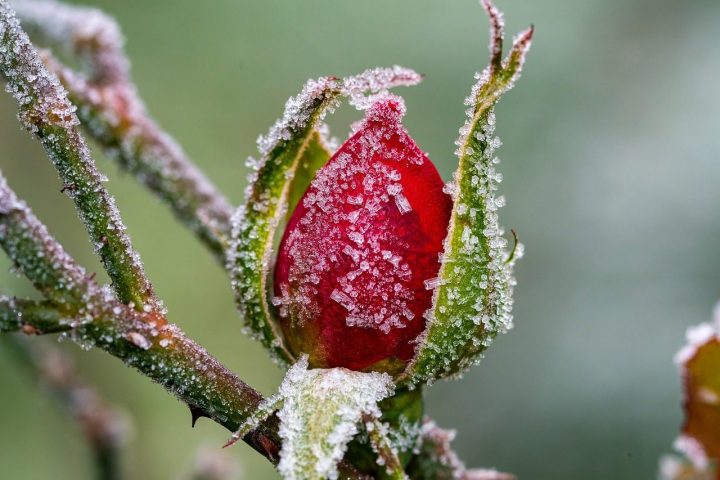 How to protect your garden from frost